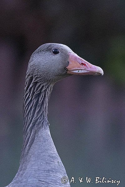 Gęś gęgawa, gęgawa, Anser anser