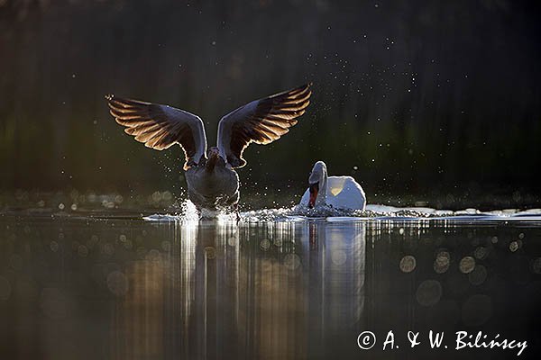 Gęś gęgawa, gęgawa, Anser anser i łabędź niemy, Cygnus olor