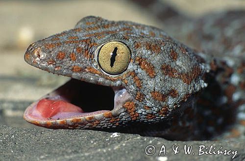 gekon Toke Gekko gecko)