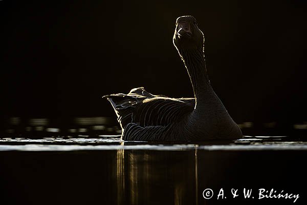Gęś gęgawa, gęgawa, Anser anser