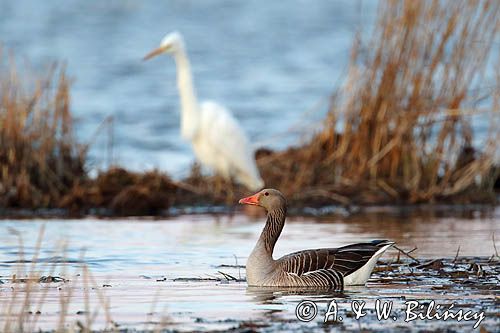 czapla biała, Casmerodius albus, Ardea alba, Egretta alba, gęś gęgawa, Anser anser