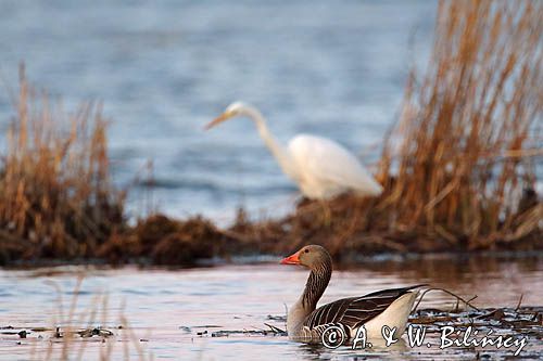 czapla biała, Casmerodius albus, Ardea alba, Egretta alba, gęś gęgawa, Anser anser