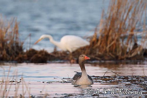 czapla biała, Casmerodius albus, Ardea alba, Egretta alba, gęś gęgawa, Anser anser