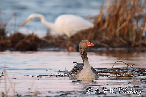 czapla biała, Casmerodius albus, Ardea alba, Egretta alba, gęś gęgawa, Anser anser