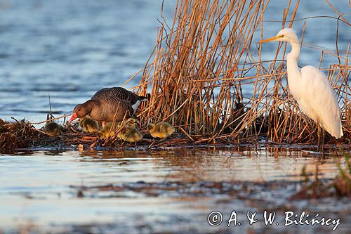 czapla biała, Casmerodius albus, Ardea alba, Egretta alba i gęsi gęgawa Anser anser z młodymi