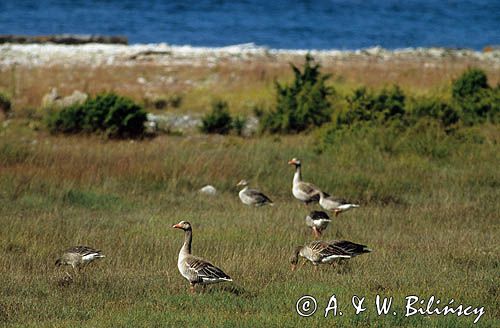 Gęsi gęgawy łąć: Anser anser) na wyspie Faro k/ Gotlandii