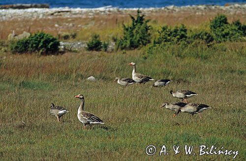 Gęsi gęgawy łąć: Anser anser) na wyspie Faro k/ Gotlandii