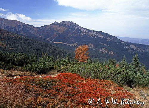 Giewont i Kondratowa, widok z Myślenickich Turni