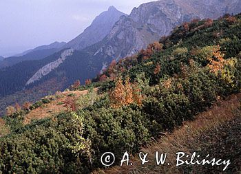 Giewont widok z Hali Upłaz