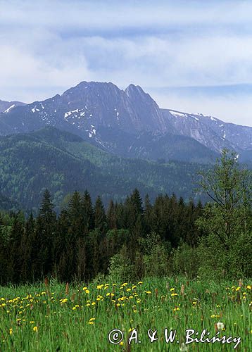 Giewont, Tatry, mlecze