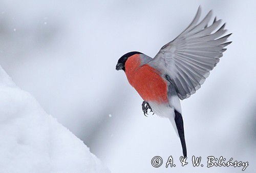 Gil, Pyrrhula pyrrhula, bullfinch, A. i W. Bilińscy, fotografia przyronicza, bank zdjęć