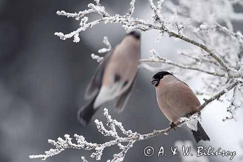 Gil, Pyrrhula pyrrhula, bullfinch