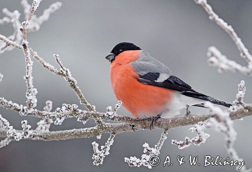 Gil, Pyrrhula pyrrhula, bullfinch