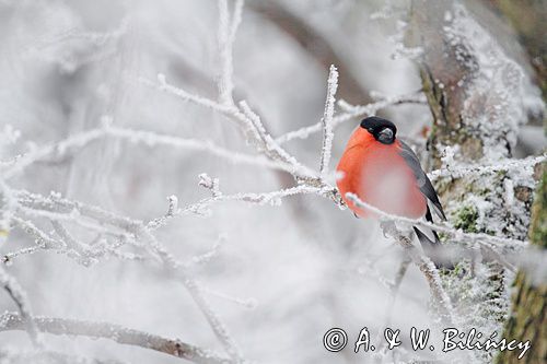 Gil, Pyrrhula pyrrhula, bullfinch. A. i W. Bilińscy, fotografia przyrodnicza, bank zdjęć.