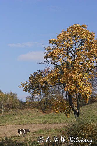 Park Krajobrazowy Wzgórz Dylewskich, Mazury