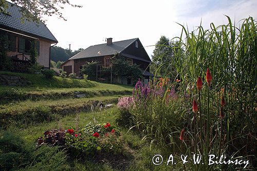 ogród, pelargonie, trytoma, tawułka