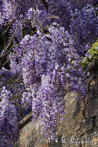 Glicynia chińska, słodlin chiński, wisteria chińska Wisteria sinensis) , Finistere, Bretania, Francja,