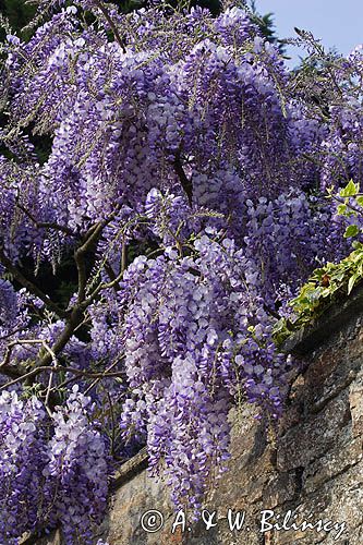 Glicynia chińska, słodlin chiński, wisteria chińska Wisteria sinensis) , Finistere, Bretania, Francja,