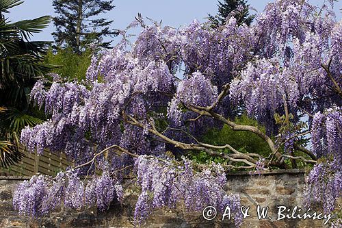 Glicynia chińska, słodlin chiński, wisteria chińska Wisteria sinensis) , Finistere, Bretania, Francja,