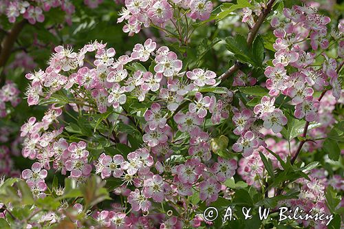 głóg dwuszyjkowy Crataegus oxyacantha