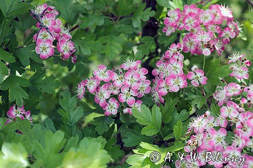 głóg dwuszyjkowy Crataegus oxyacantha