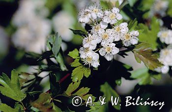 głóg dwuszyjkowy Crataegus oxyacantha