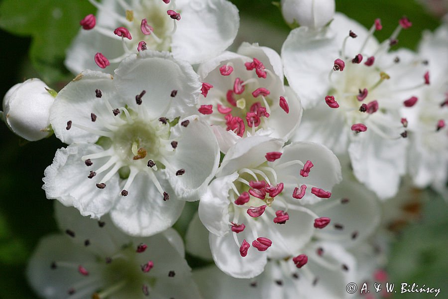 głóg dwuszyjkowy Crataegus oxyacantha