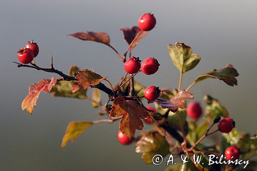 głóg dwuszyjkowy Crataegus oxyacantha