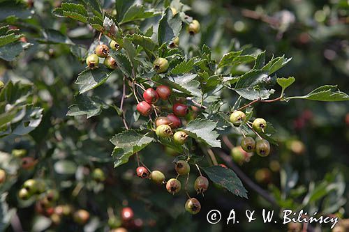 głóg dwuszyjkowy Crataegus oxyacantha