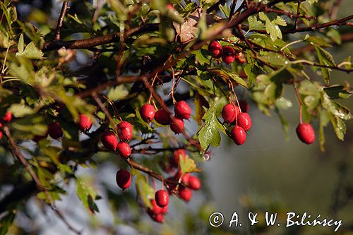 głóg jednoszyjkowy Crataegus monogyna owoce i liście