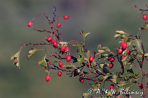 głóg jednoszyjkowy Crataegus monogyna owoce i liście