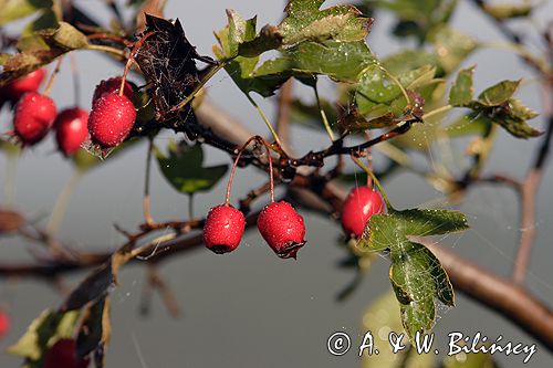 głóg jednoszyjkowy Crataegus monogyna owoce i liście