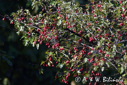 głóg jednoszyjkowy Crataegus monogyna owoce i liście