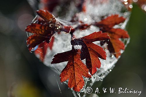 głóg jednoszyjkowy Crataegus monogyna liście