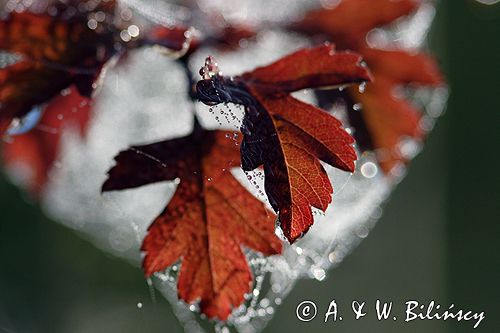 głóg jednoszyjkowy Crataegus monogyna liście