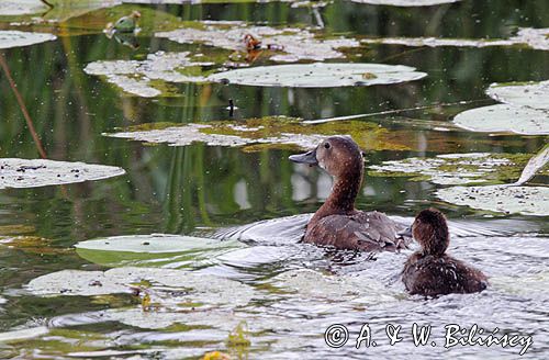Głowienka, Aythya ferina, samica z pisklętami, na jeziorze Piniewo