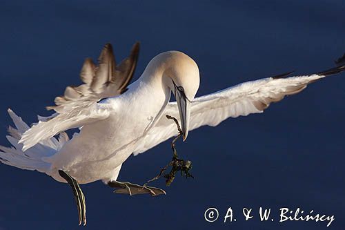 Głuptak Morus bassanus L., 1758) , syn. Sula bassana) Northern Gannet, Morus bassanus, głuptak zwyczajny z wodorostem do budowy gniazda, Helgoland