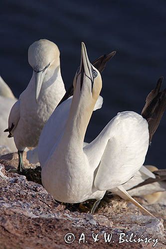 Głuptak Morus bassanus L., 1758) , syn. Sula bassana) Northern Gannet, Morus bassanus, głuptak zwyczajny, kolonia na klifie, Helgoland