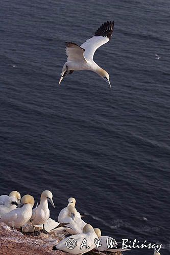 Głuptak Morus bassanus L., 1758) , syn. Sula bassana) Northern Gannet, Morus bassanus, głuptak zwyczajny, kolonia na klifie, Helgoland