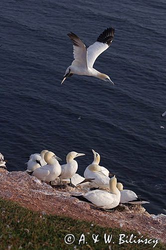 Głuptak Morus bassanus L., 1758) , syn. Sula bassana) Northern Gannet, Morus bassanus, głuptak zwyczajny, kolonia na klifie, Helgoland