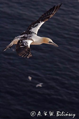 Głuptak Morus bassanus L., 1758) , syn. Sula bassana) Northern Gannet, Morus bassanus, głuptak zwyczajny, kolonia na klifie, Helgoland