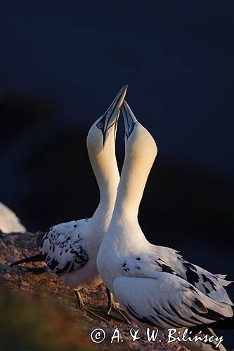 Głuptak Morus bassanus L., 1758) , syn. Sula bassana) Northern Gannet, Morus bassanus, głuptak zwyczajny, kolonia na klifie, Helgoland