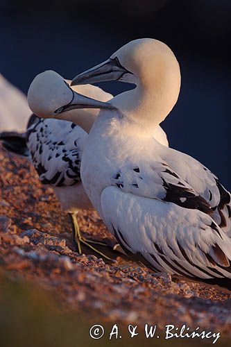 Głuptak Morus bassanus L., 1758) , syn. Sula bassana) Northern Gannet, Morus bassanus, głuptak zwyczajny, kolonia na klifie, Helgoland