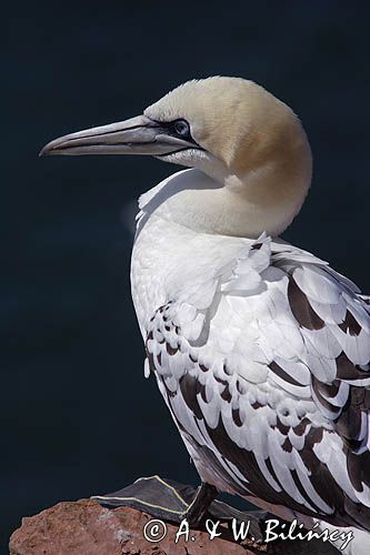 Głuptak Morus bassanus L., 1758) , syn. Sula bassana) Northern Gannet, Morus bassanus, głuptak zwyczajny, kolonia na klifie, Helgoland