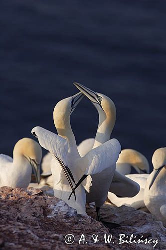 Głuptak Morus bassanus L., 1758) , syn. Sula bassana) Northern Gannet, Morus bassanus, głuptak zwyczajny, kolonia na klifie, Helgoland