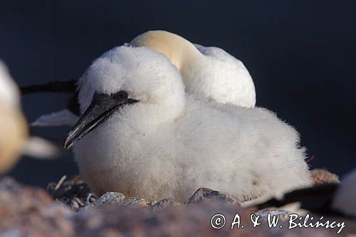 Głuptak Morus bassanus L., 1758) , syn. Sula bassana) Northern Gannet, Morus bassanus, głuptak zwyczajny, pisklę, Helgoland