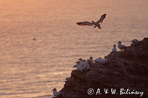 Głuptak, Morus bassanus L., 1758) , syn. Sula bassana Northern Gannet, Morus bassanus, głuptak zwyczajny, kolonia na klifie, Helgoland