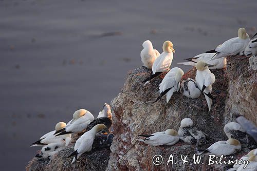 Głuptak, Morus bassanus L., 1758) , syn. Sula bassana Northern Gannet, Morus bassanus, głuptak zwyczajny, kolonia na klifie, Helgoland