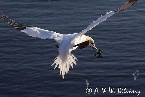 Głuptak, Morus bassanus L., 1758) , syn. Sula bassana Northern Gannet, Morus bassanus, głuptak zwyczajny, kolonia na klifie, Helgoland