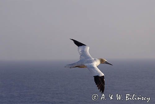 Głuptak, Morus bassanus L., 1758) , syn. Sula bassana Northern Gannet, Morus bassanus, głuptak zwyczajny, kolonia na klifie, Helgoland